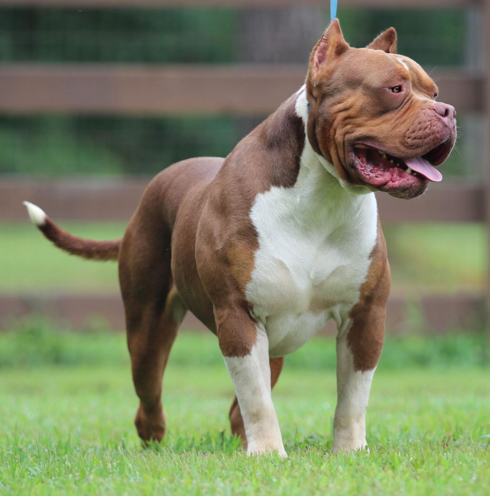 American Bullies Pitbull pups Family Owned Breeder in Columbus, Mississippi GHB's Charlie Brown