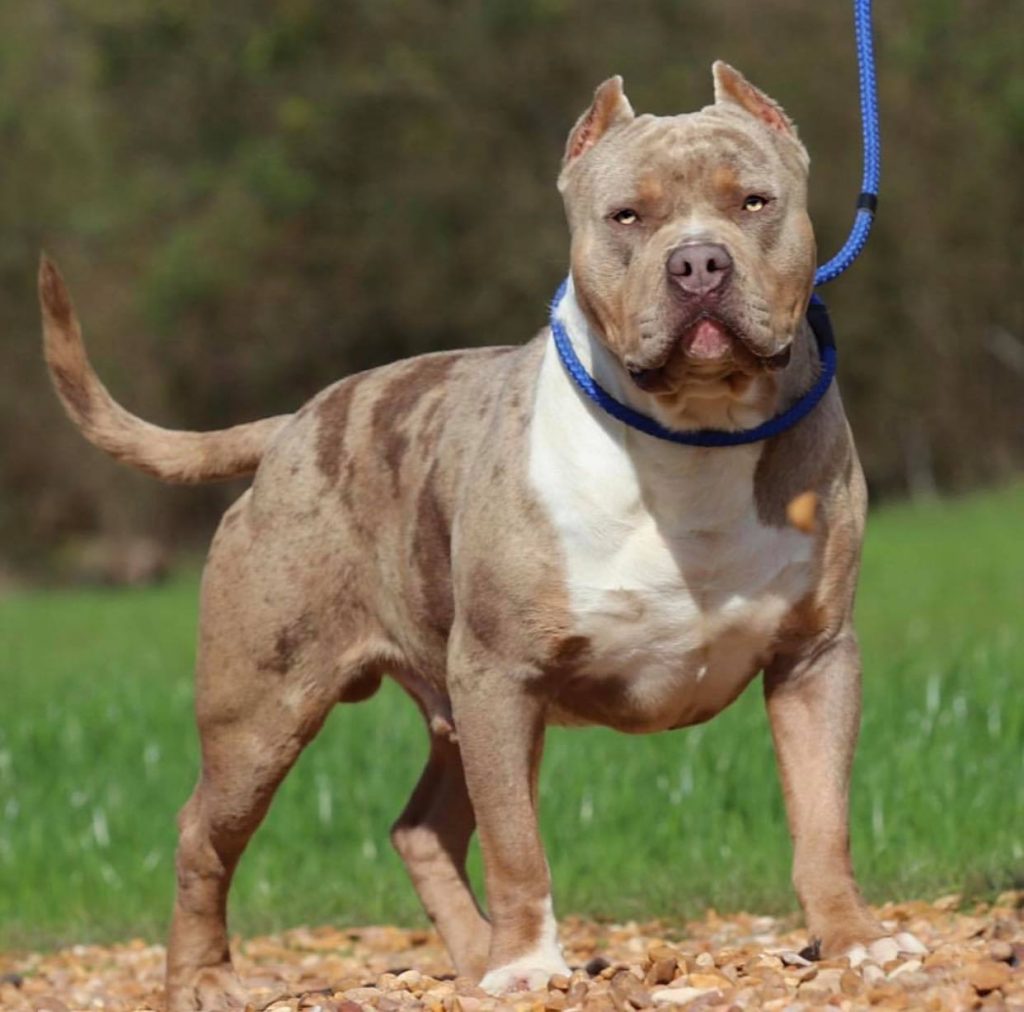 American Bullies Pitbull pups Family Owned Breeder in Columbus, Mississippi Mr Riggs