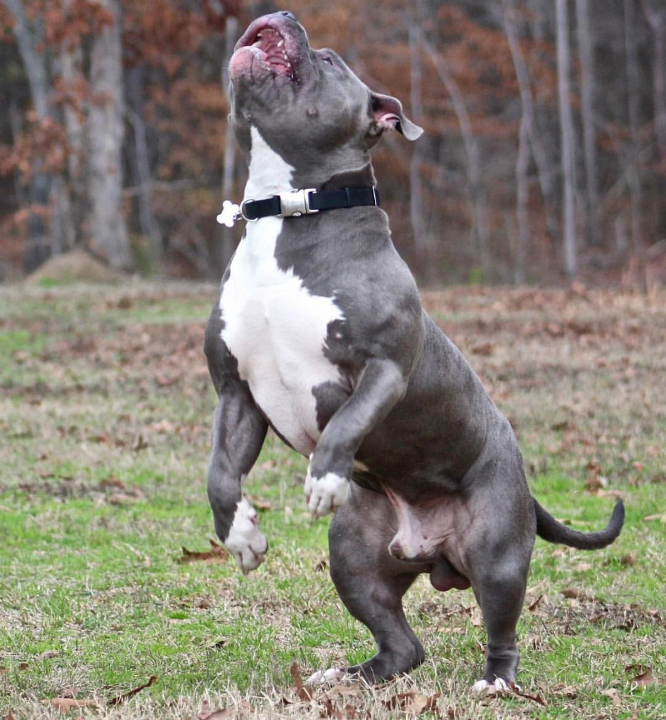 American Bullies Pitbull pups Family Owned Breeder in Columbus, Mississippi Archer