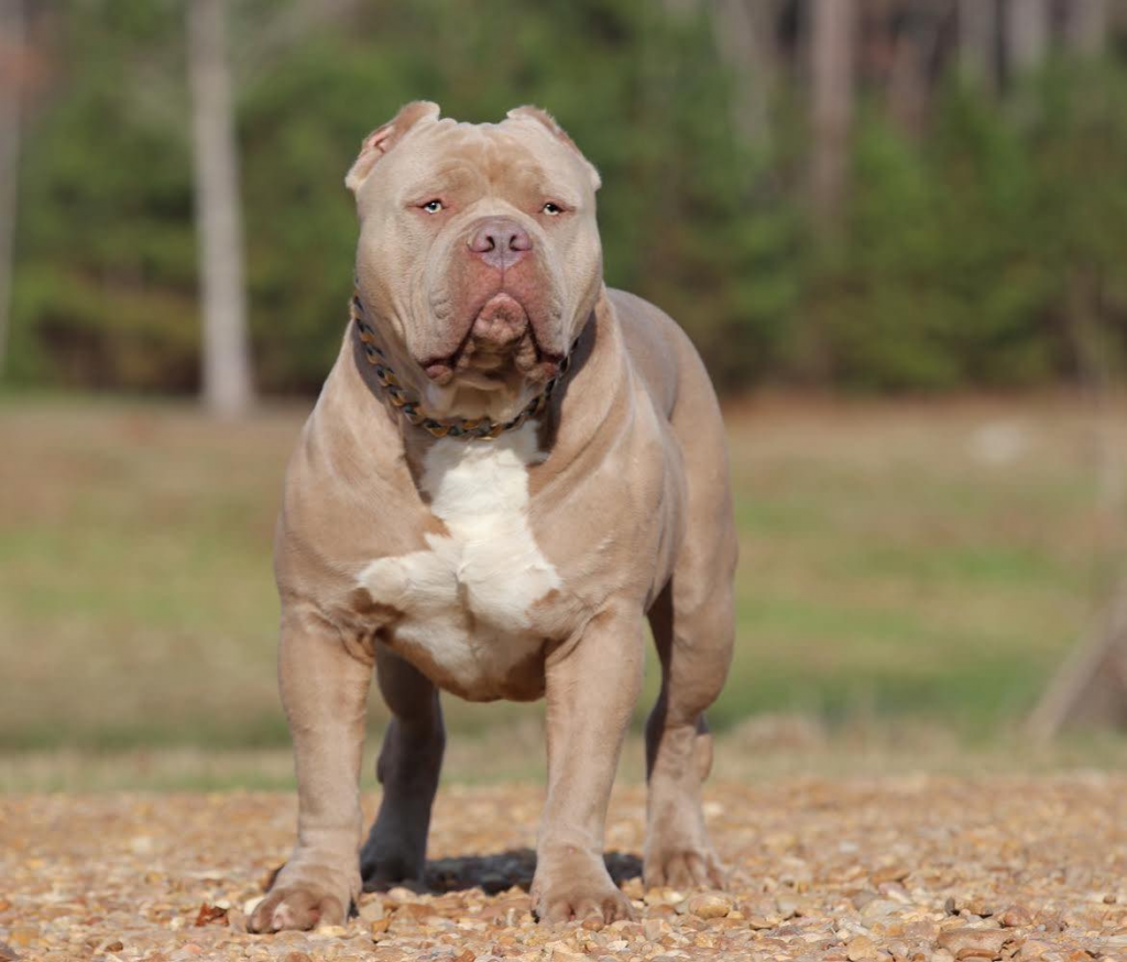 American Bullies Pitbull pups Family Owned Breeder in Columbus, Mississippi Buster