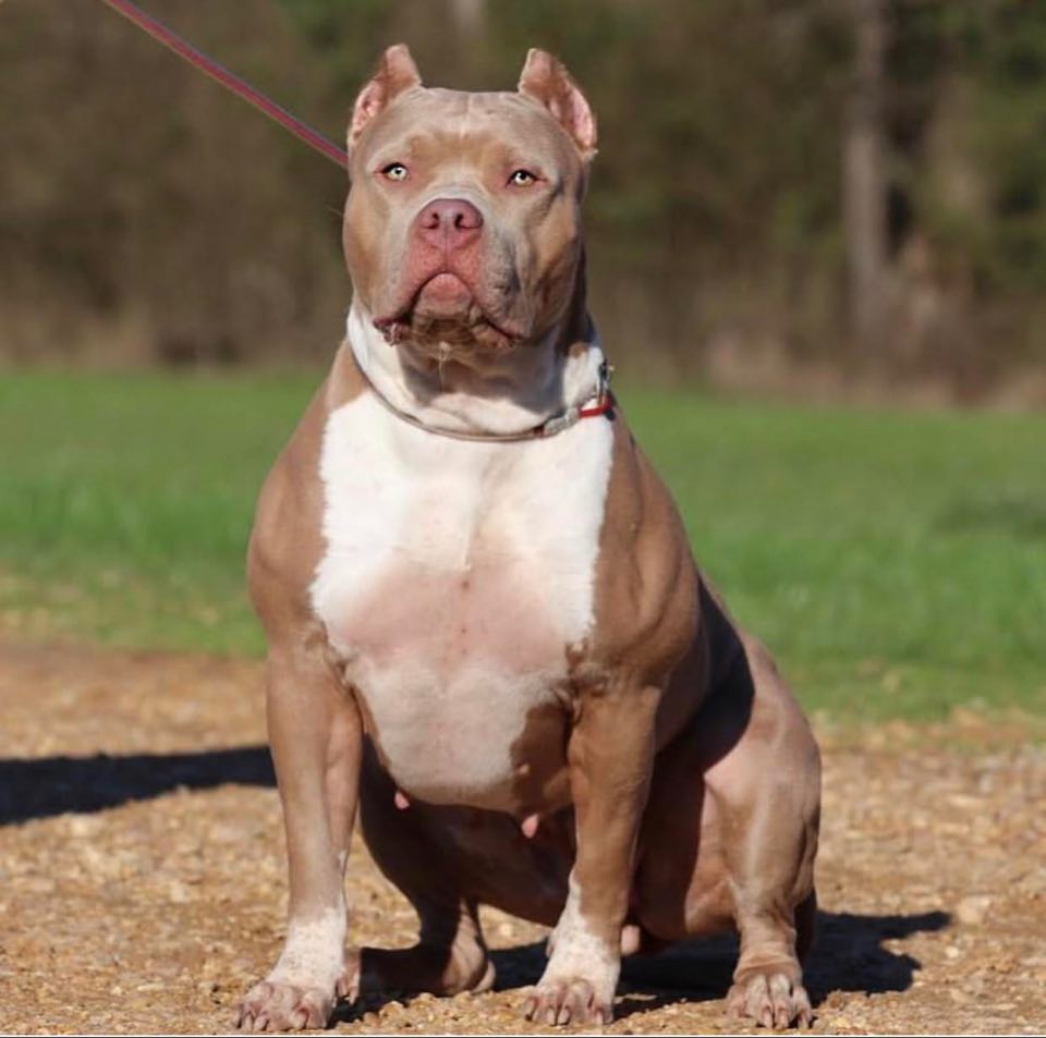 merle xl american bully for sale