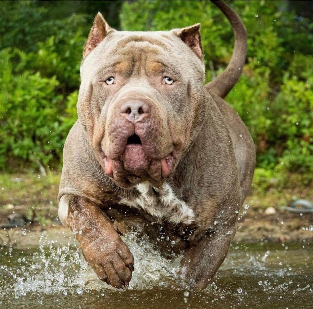 American Bullies Pitbull pups Family Owned Breeder in Columbus, Mississippi Ripp