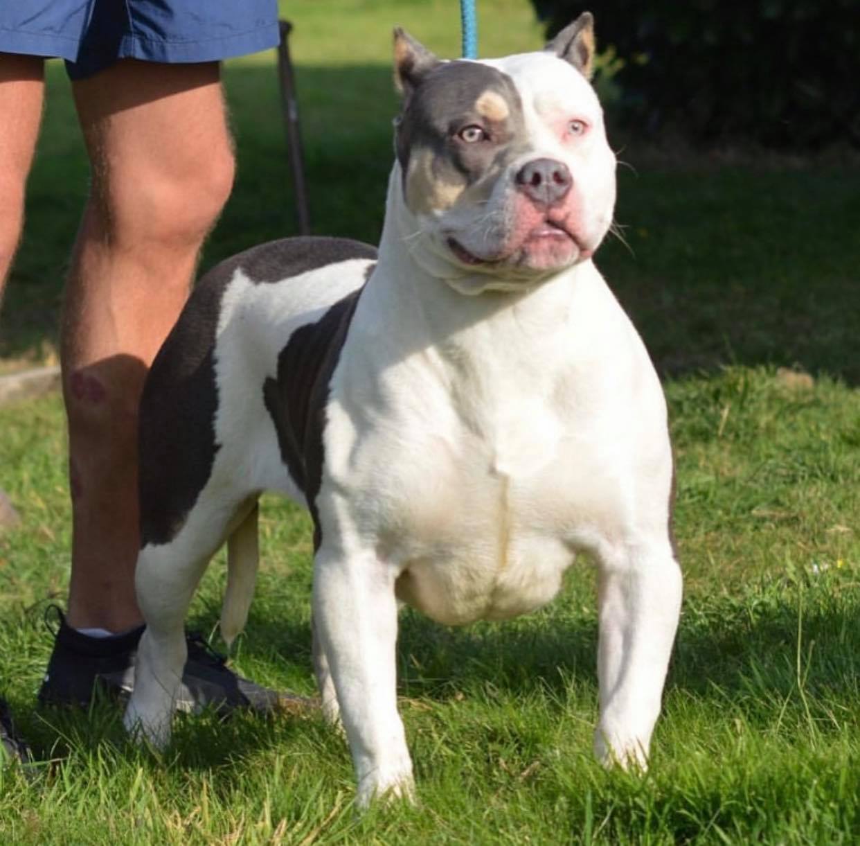 American XL Bully pitbull female from Titania and Rolex
