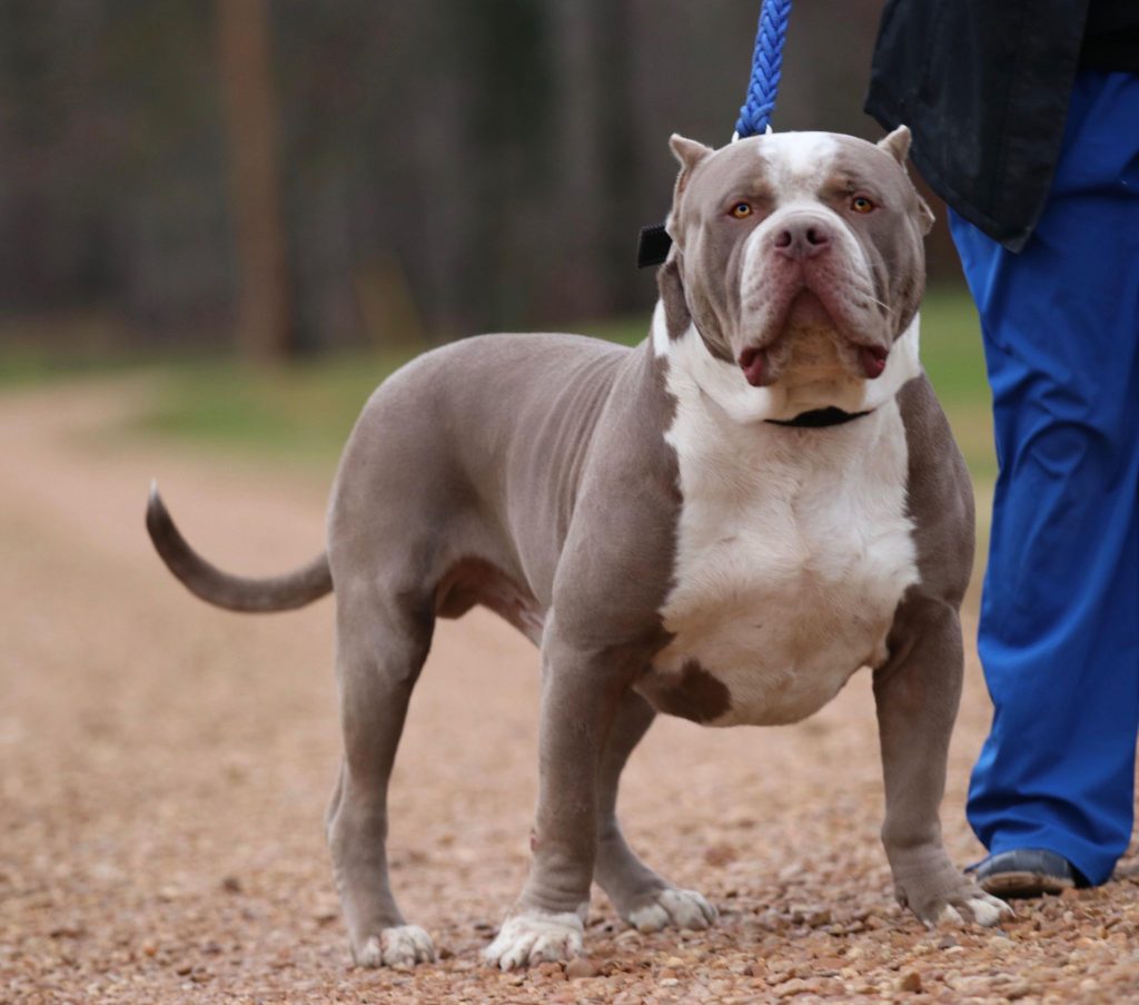 American Bullies Pitbull pups Family Owned Breeder in Columbus, Mississippi Anubis