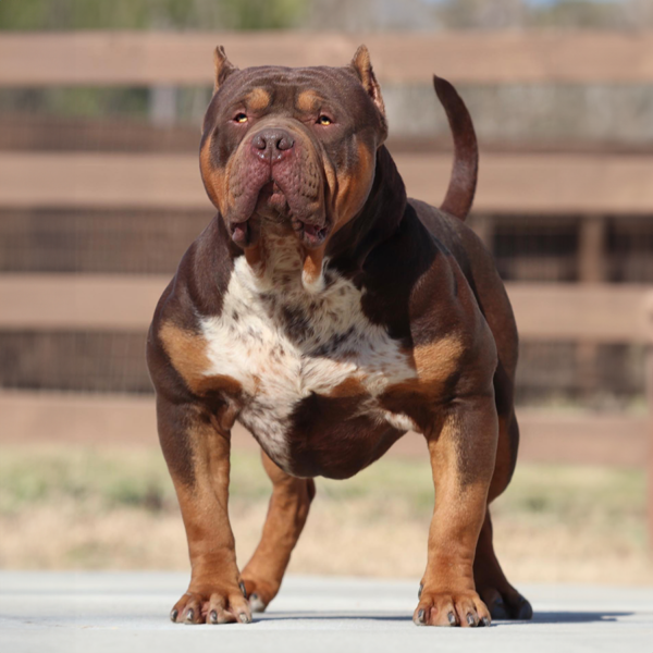 XL American Bully Males - Studs | Gatorhead Bullies®