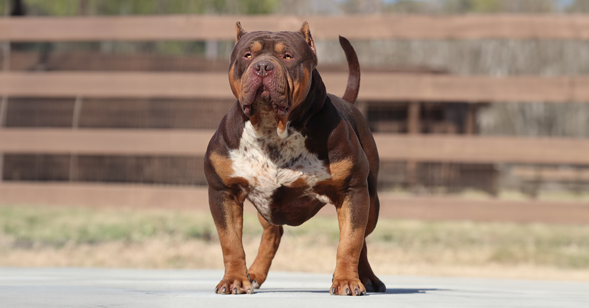 Gator head best sale bully for sale