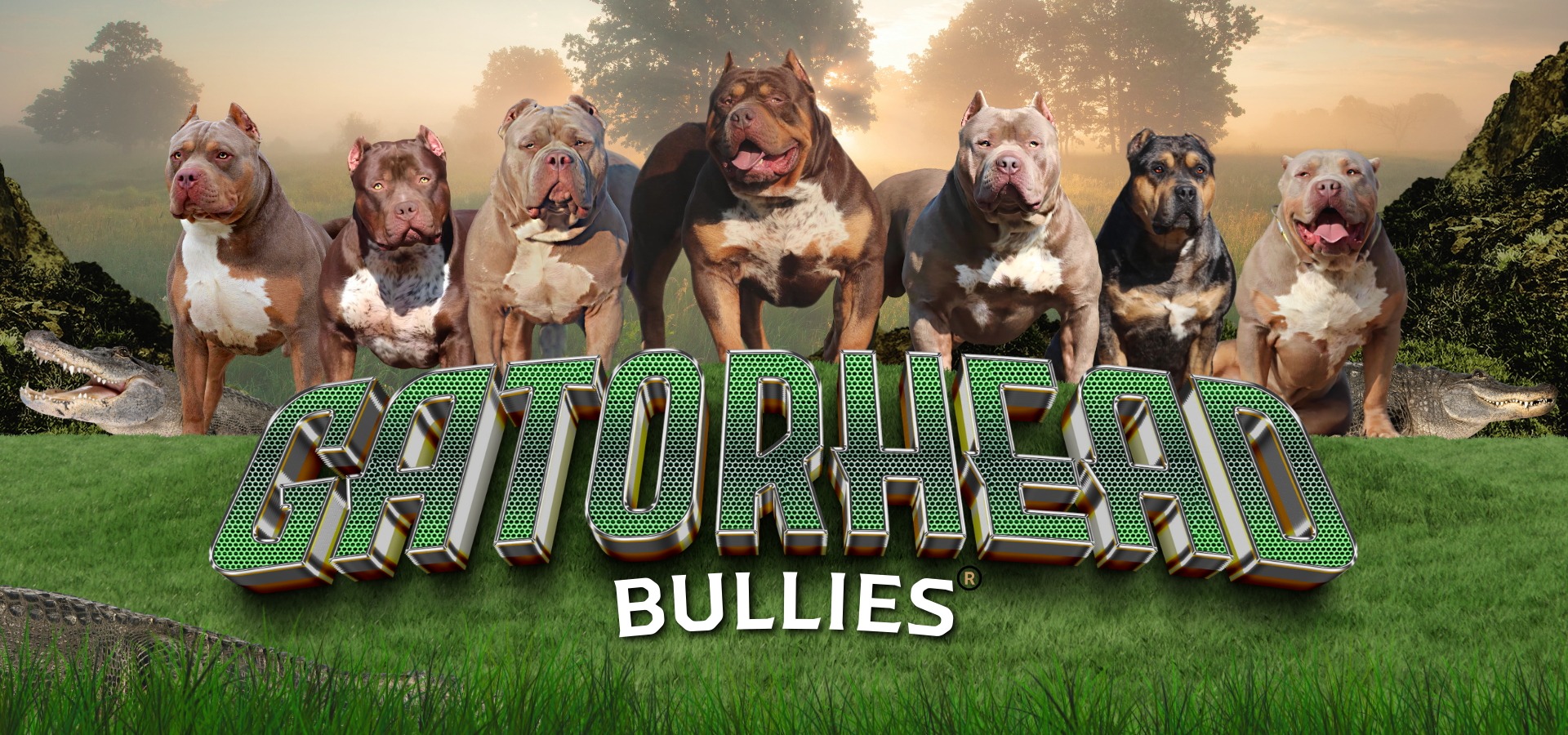 Gatorhead Bullies XL American Bullies for sale - top American Bully breeders - GHB - the home of GHB Whopper - the home of Allstar Bullies Chop (2)