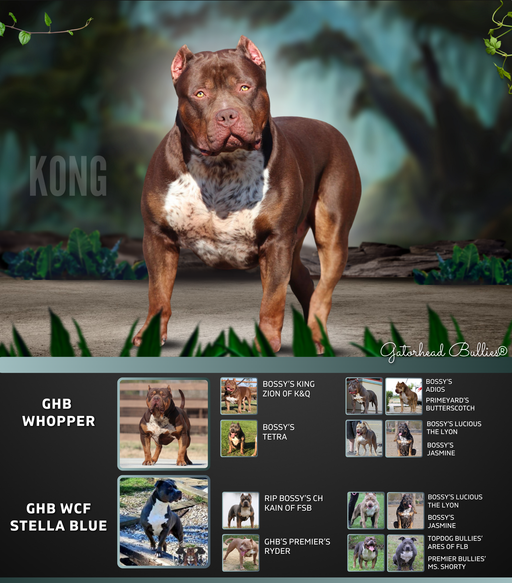 Copy of GHB Kong New Site Gatorhead Bullies ticked chocolate tri XL Bully breeders