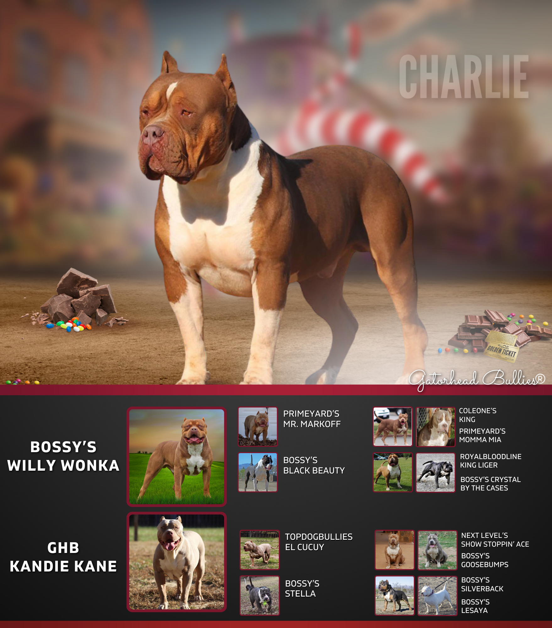 GHB Charlie New Site Gatorhead Bullies chocolate tri XXL Bully sire of our puppies for sale
