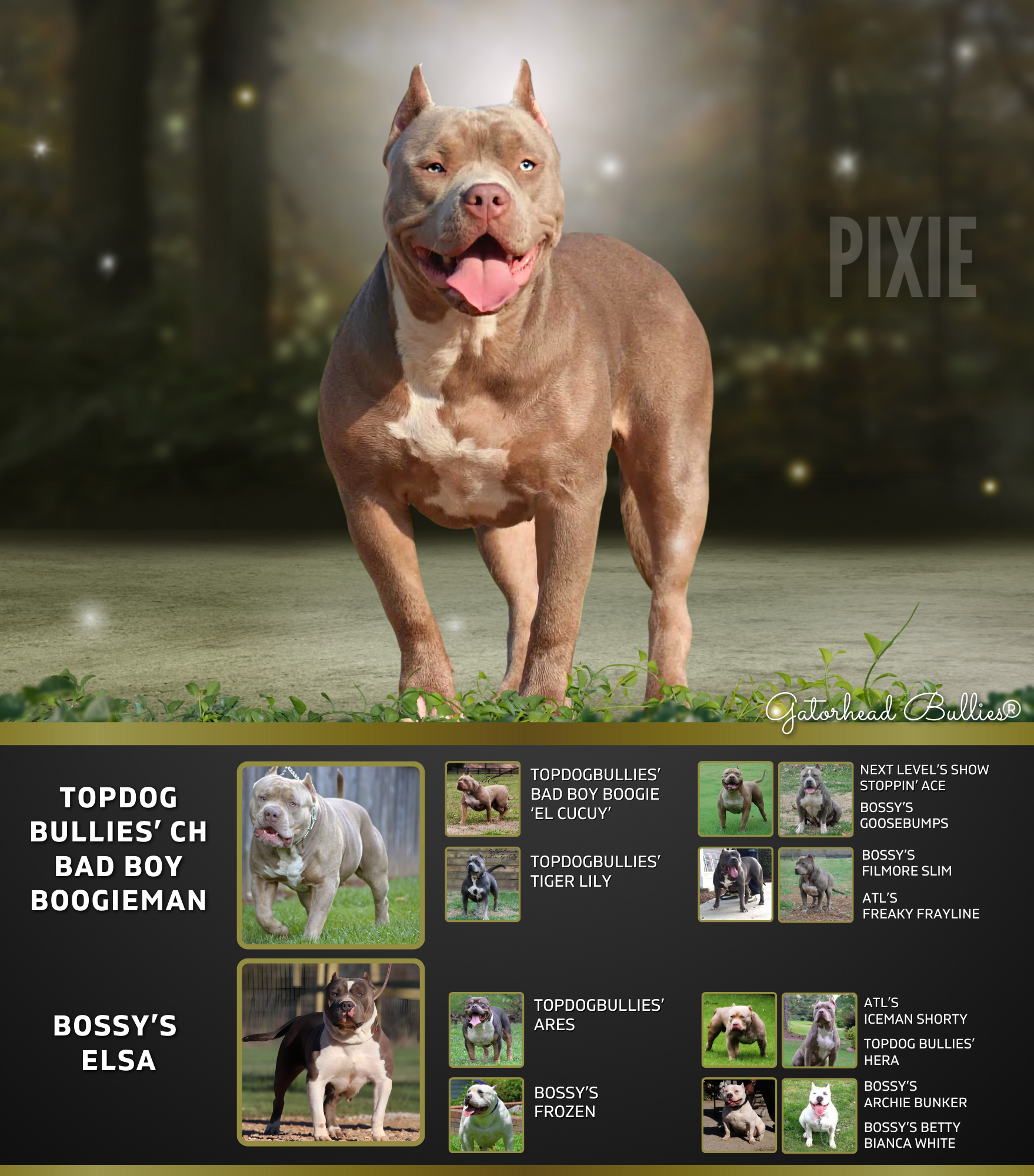 GHB Pixie New Site Gatorhead Bullies Lilac tri XL Bully puppies