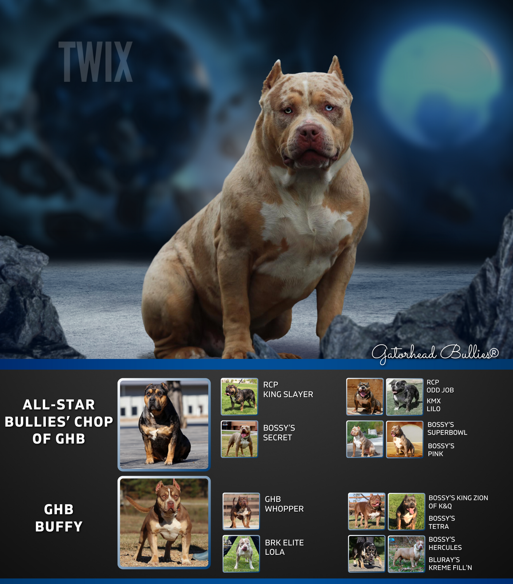 GHB Twix New Site Gatorhead Bullies Lilac tri XL Bully puppies