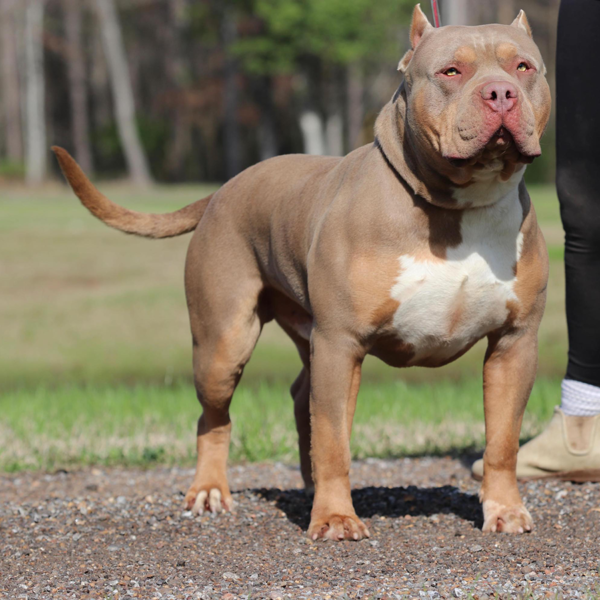 Sentra Bullies' Jimmy of GHB