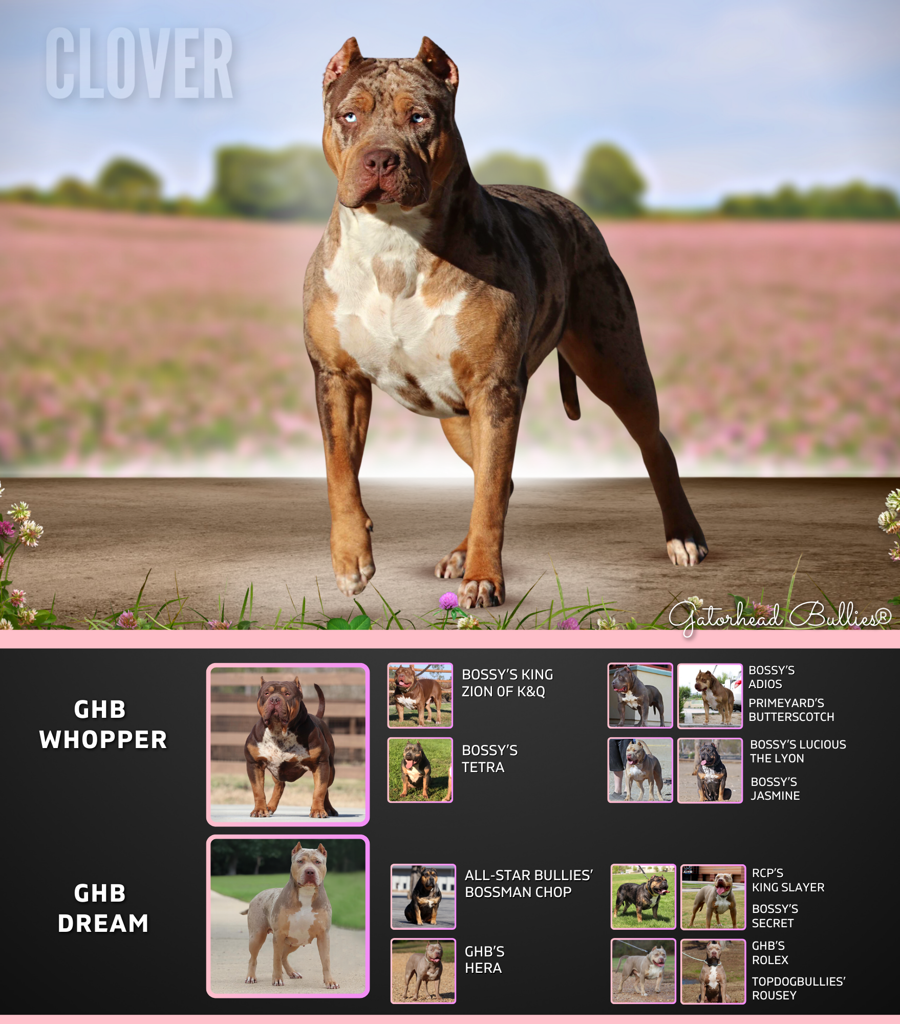 GHB Clover New Site Gatorhead Bullies chocolate tri merle XL Bully breeders and puppies for sale near me