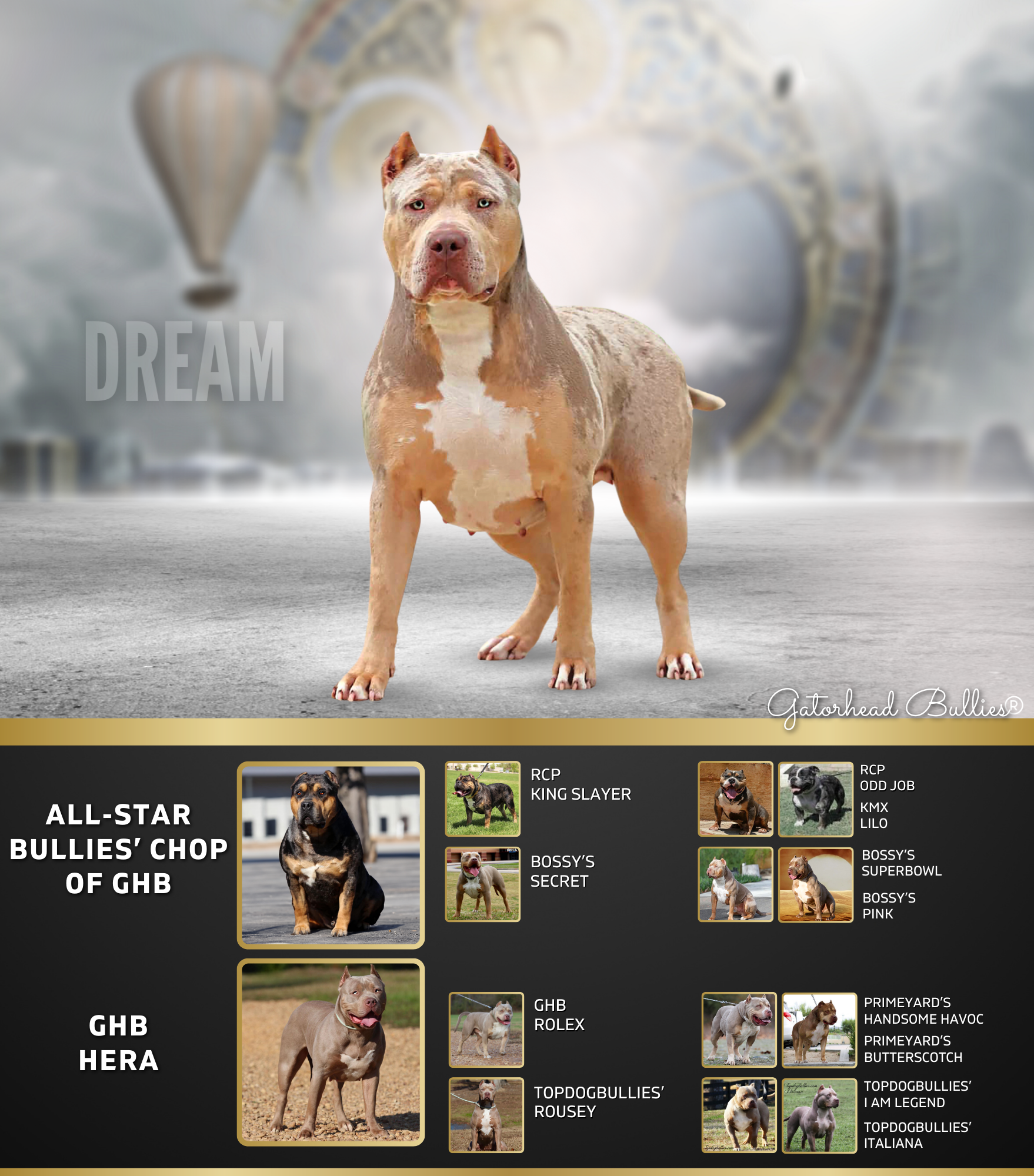 GHB Dream New Site Gatorhead Bullies Chop daughter lilac merle tri XL Bully puppies for sale