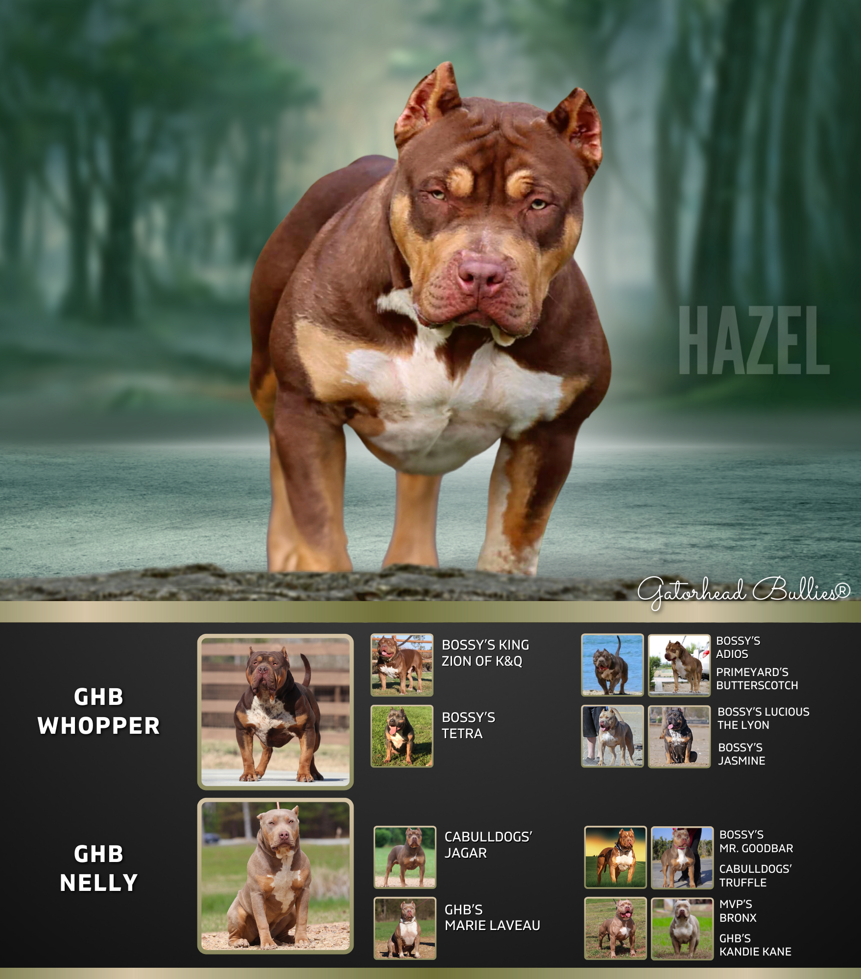 GHB Hazel New Site Gatorhead Bullies Hazel Ticked Chocolate tri XL Bully breeders kennels
