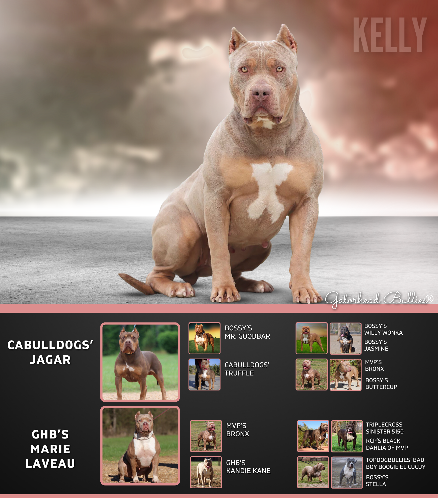 GHB Kelly New Site Gatorhead Bullies lilac tri merle XL Bullys puppies for sale TN