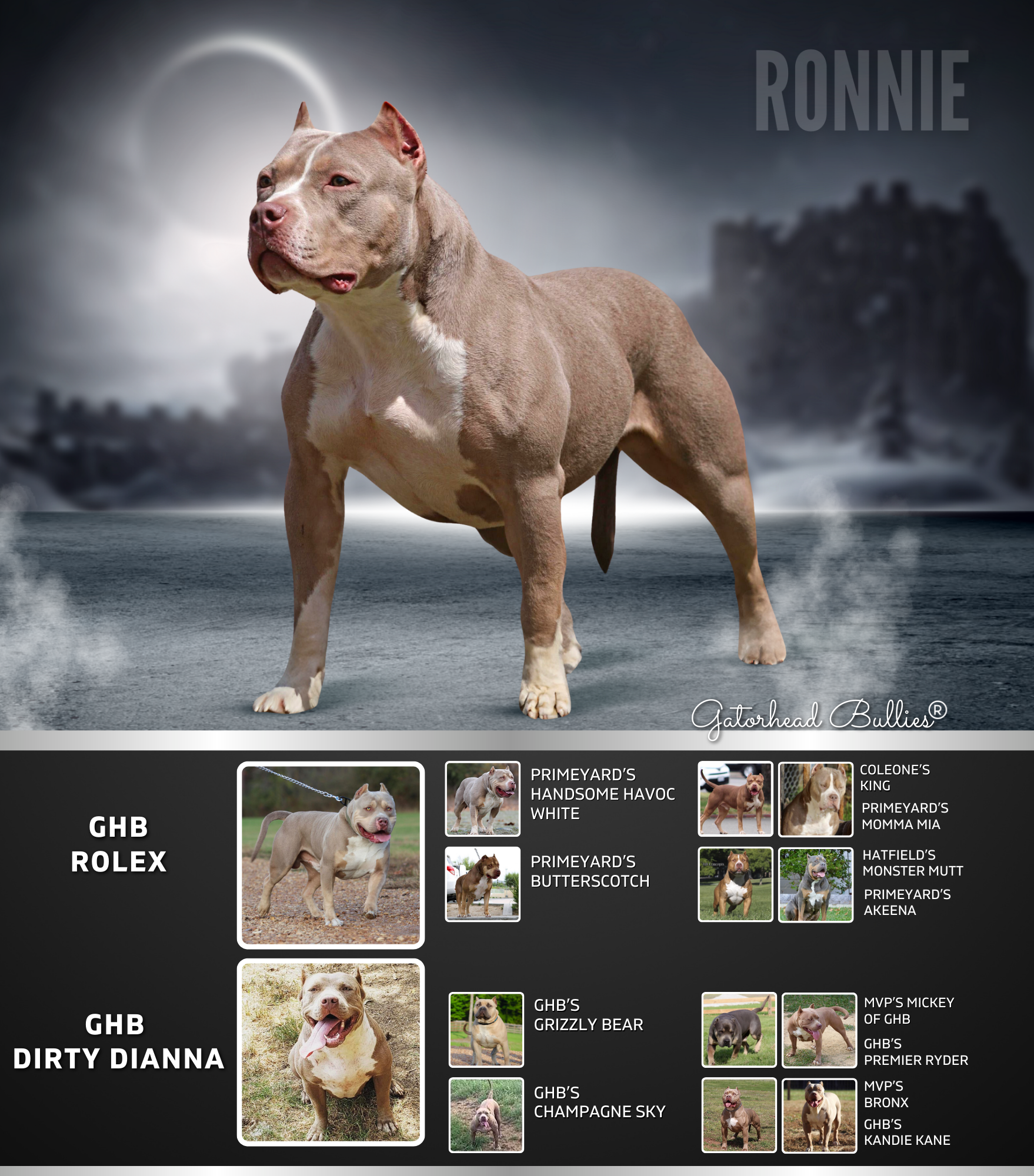 GHB Ronnie New Site Gatorhead Bullies champagne tri XL Bully puppies for sale (1)