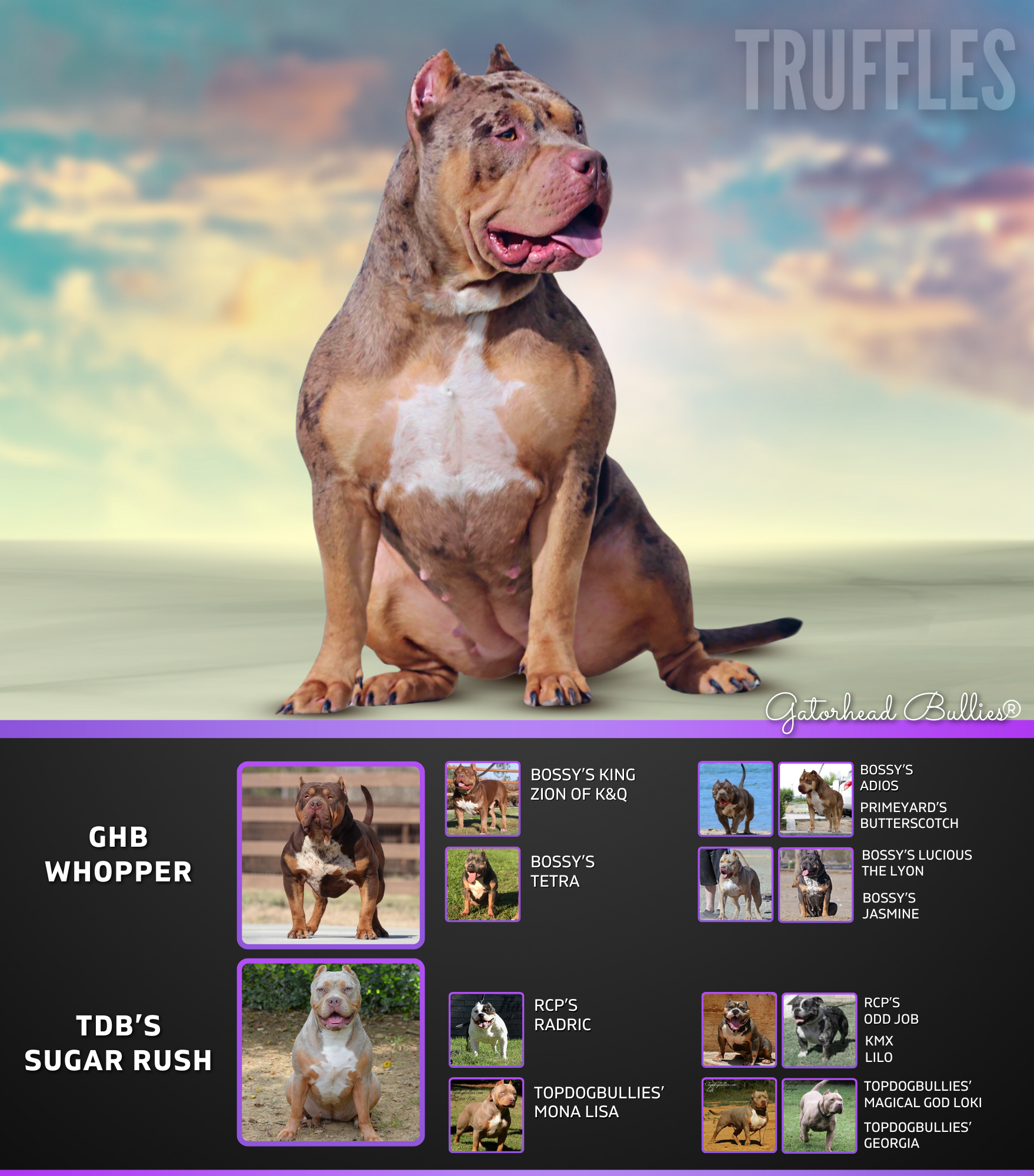 GHB Truffles New Site Gatorhead Bullies lilac merle tri XL Bully XXL Pitbull puppies for sale near me