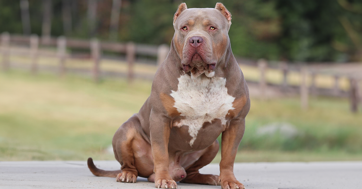 Gator head bullies for clearance sale