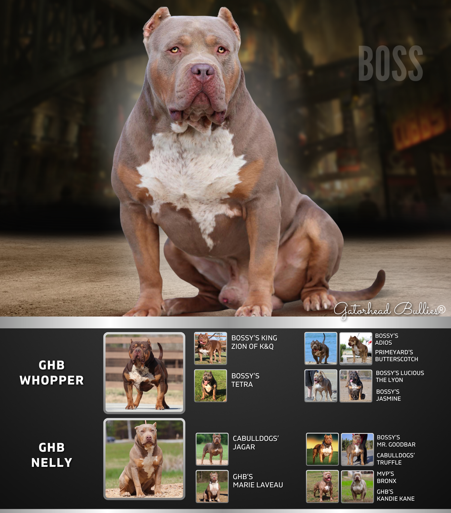 GHB Boss New Site Gatorhead Bullies Chop Lilac tri XXL Bully sire of our puppies for sale