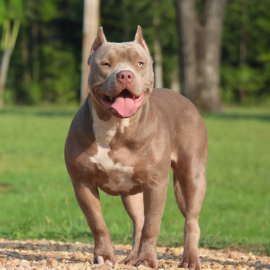 GHB Pixie is a beautiful lilac XL American Bully at Gatorhead Bullies. She is our foundation female and very special
