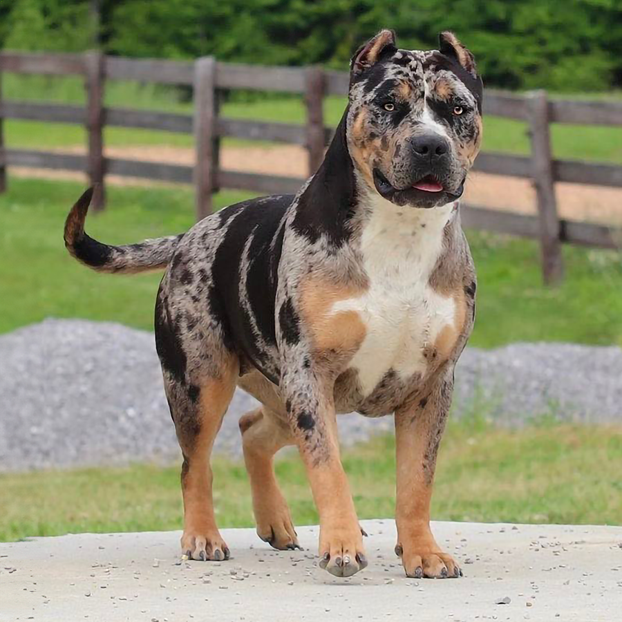 GHB Willow is a black tri merle xl american bully. She is an all-star bullies chop of GHB daughter owned by gator head bullies.