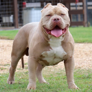 XL American Bully Males - Studs | Gatorhead Bullies®