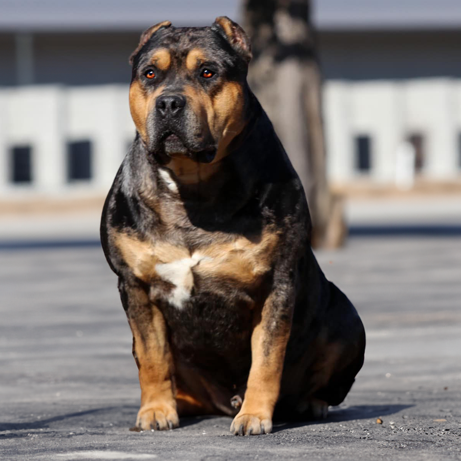 Read more about the article All-Star Bullies Bossman Chop