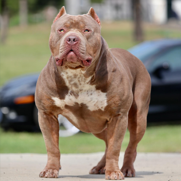 XL American Bully Males - Studs | Gatorhead Bullies®