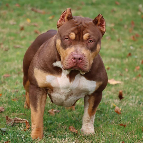 XL American Bully Females | Gatorhead Bullies®