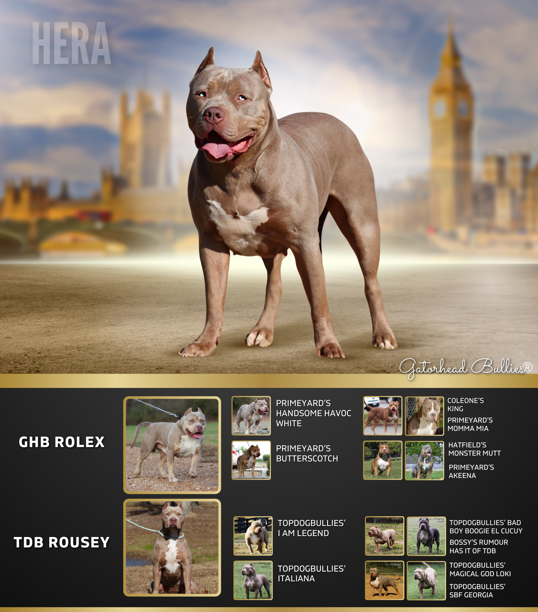 GHB Hera New Site Gatorhead Bullies Rolex daughter lilac tri XL Bully puppies for sale MS