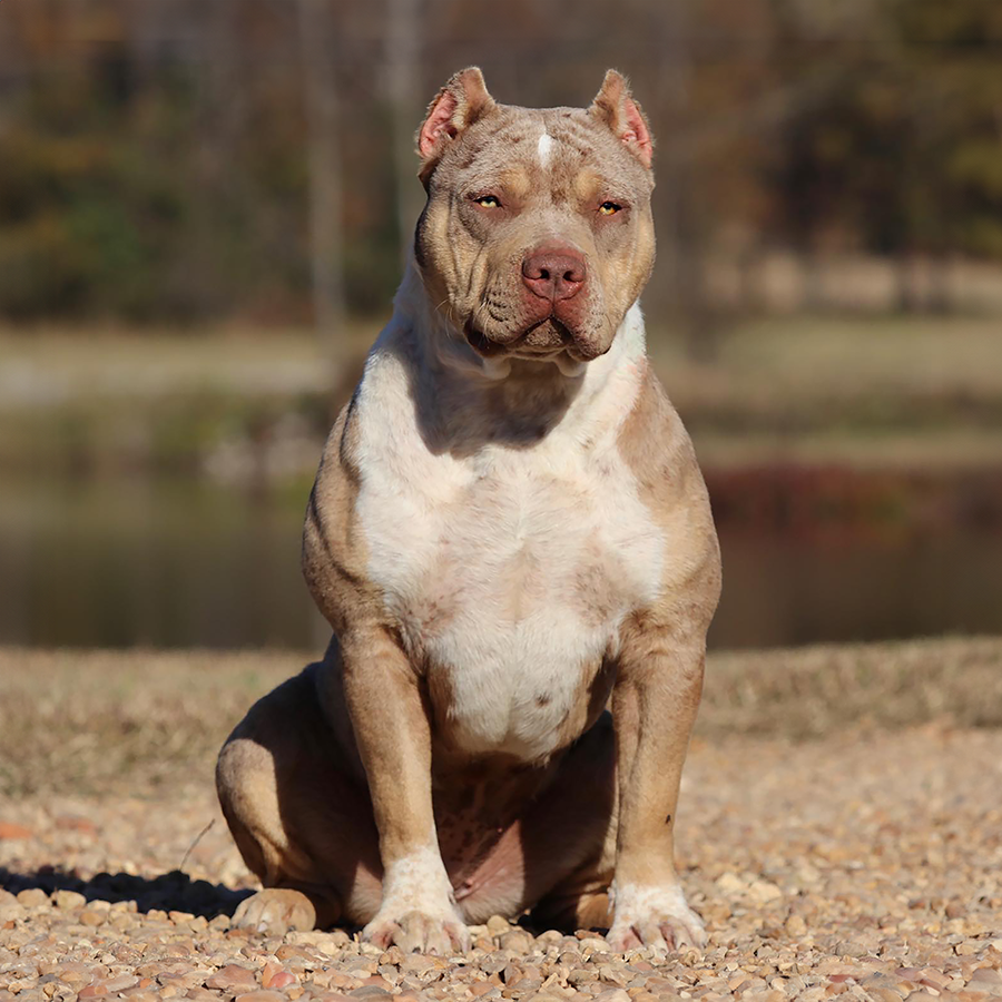 GHB Latte is a lilac tricolor xxl american pitbull terrier who is owned by gatorheadbullies