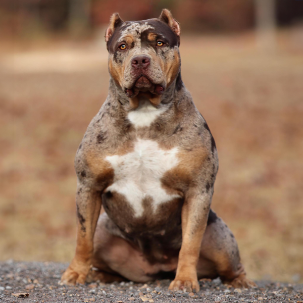 XL American Bully Females | Gatorhead Bullies®