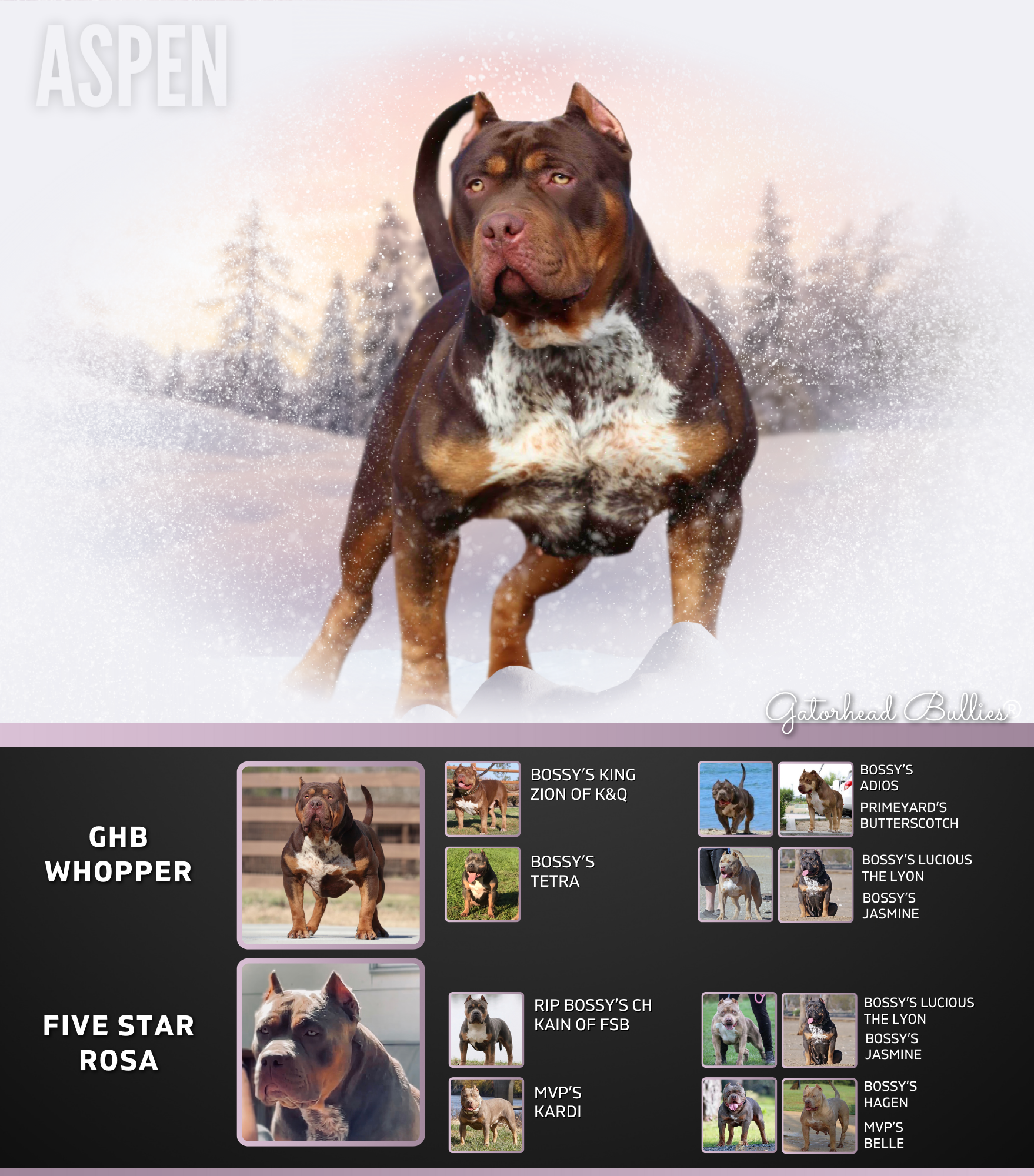 Copy of Five Star Aspen New Site Gatorhead Bullies whopper daughter ticked chocolate tri XL Bully pitbull puppies for sale