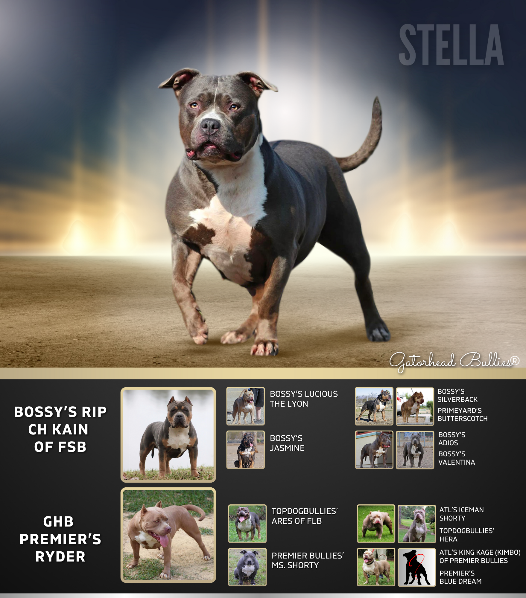Copy of GHB WCF Stella Blue New Site Gatorhead Bullies Blue XL Bully blue XL Pitbull puppies for sale
