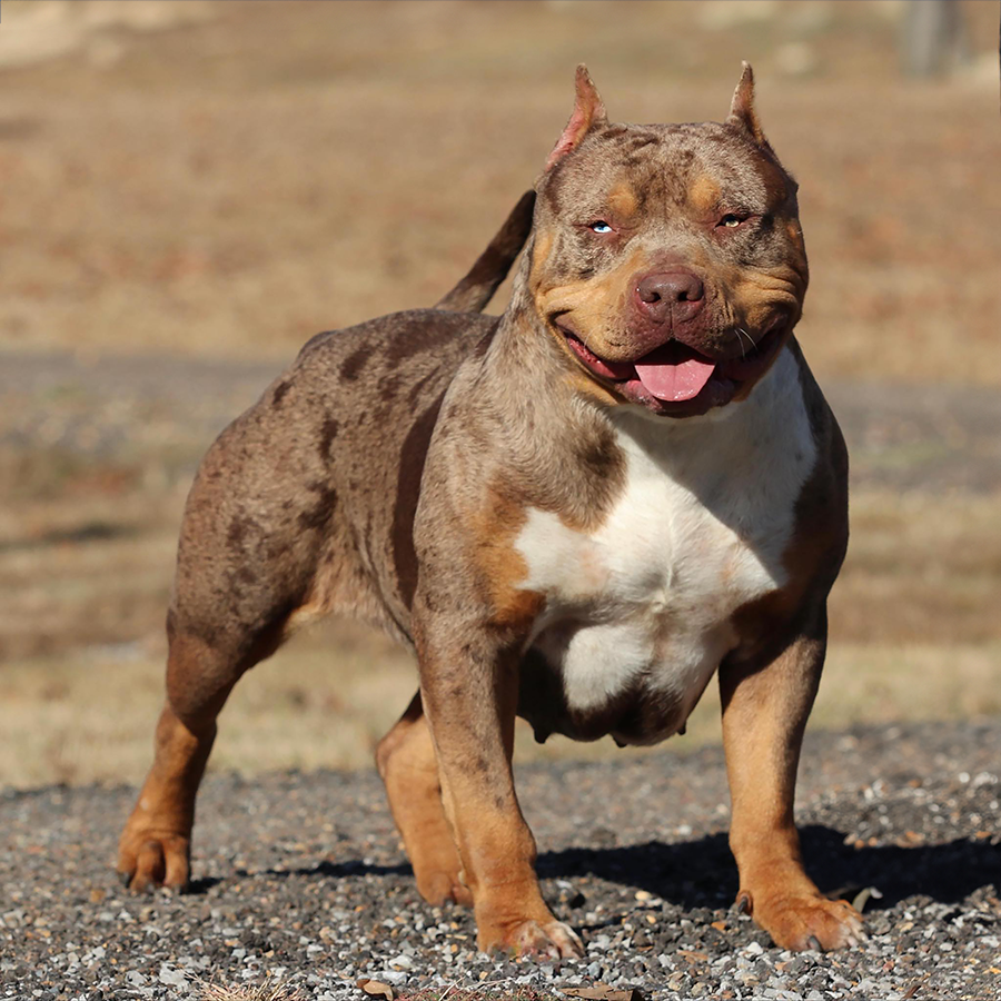 GHB Cupcake is a beautiful chocolate tri merle xl american bully produced by gator head bullies. She is a flex daughter.
