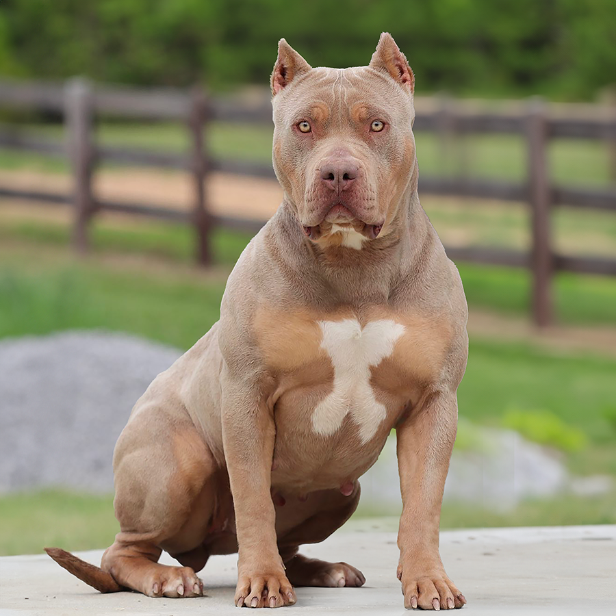 GHB Kelly is a lilac merle tri american bullys who is produced from Gatorheadbullies of mississippi