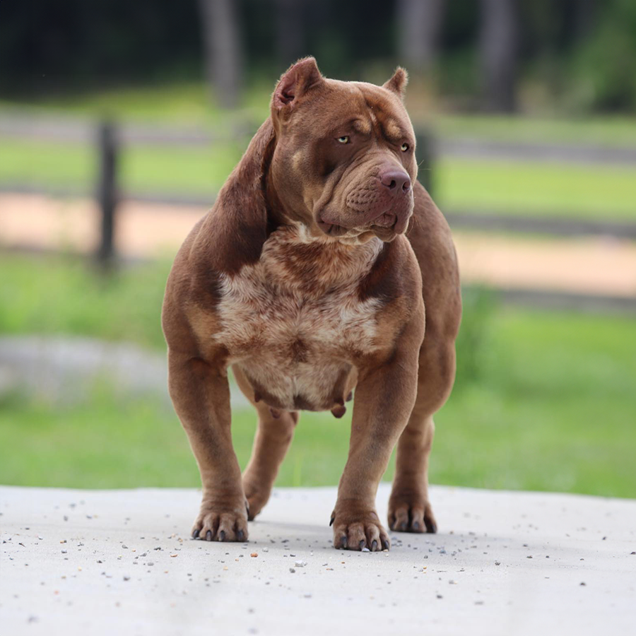 GHB Penny is a ticked chocolate tri xl american bully female who is retired and produced by gatorheadbullies