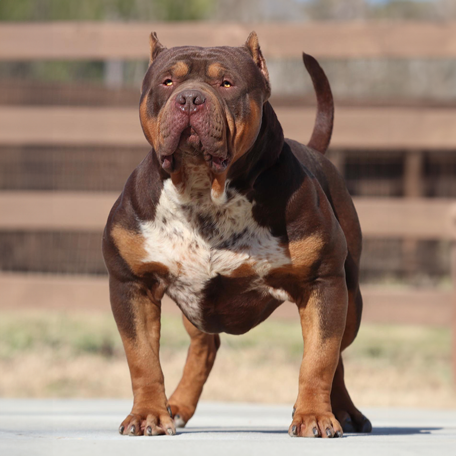 GHB Whopper is seen here standing stacked, muscled up like a real xl bully litters should look.