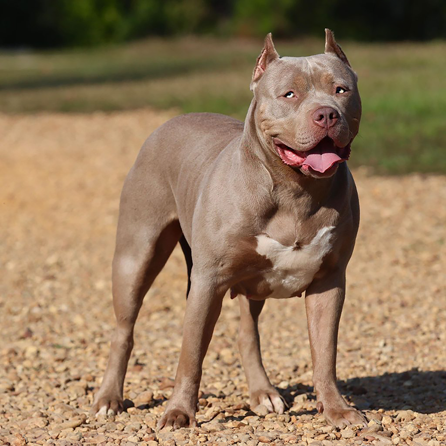 GHB hera is a beauiful champagne xxl bully pitbull who is loved and owned by gatorhead bullies kennels on MS