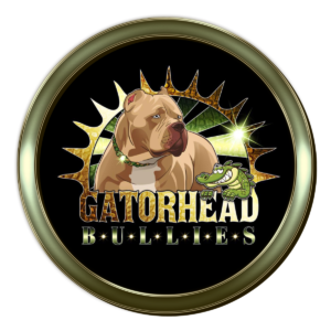 Gatorhead Bullies -GHB The Home of GHB Whopper, Chop of GHB, and GHB Flex - XL Bully puppies for sale, XL American Bully breeders (1)