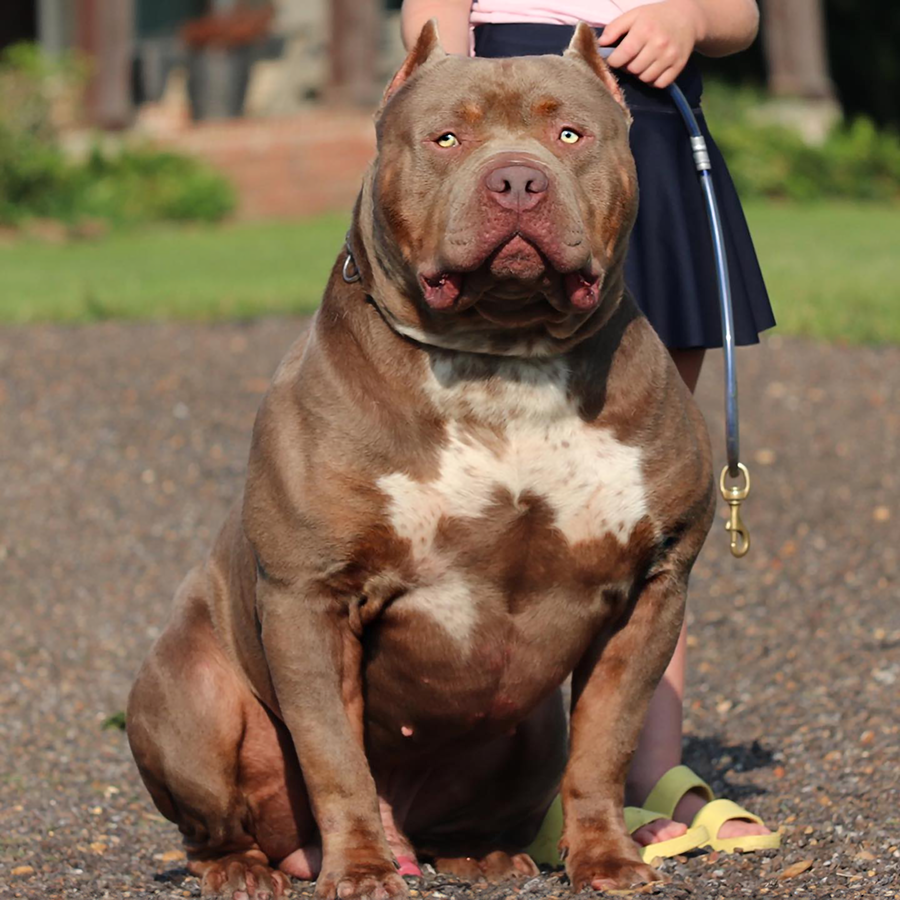 Lilac Tri American Bully XXL who is also ticked up. His name is GHB Flex and he is owned and produced by Gator Head Bullies