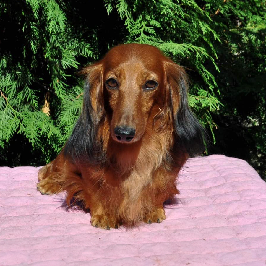 Red long hair dachshund puppies for sale russian imports
