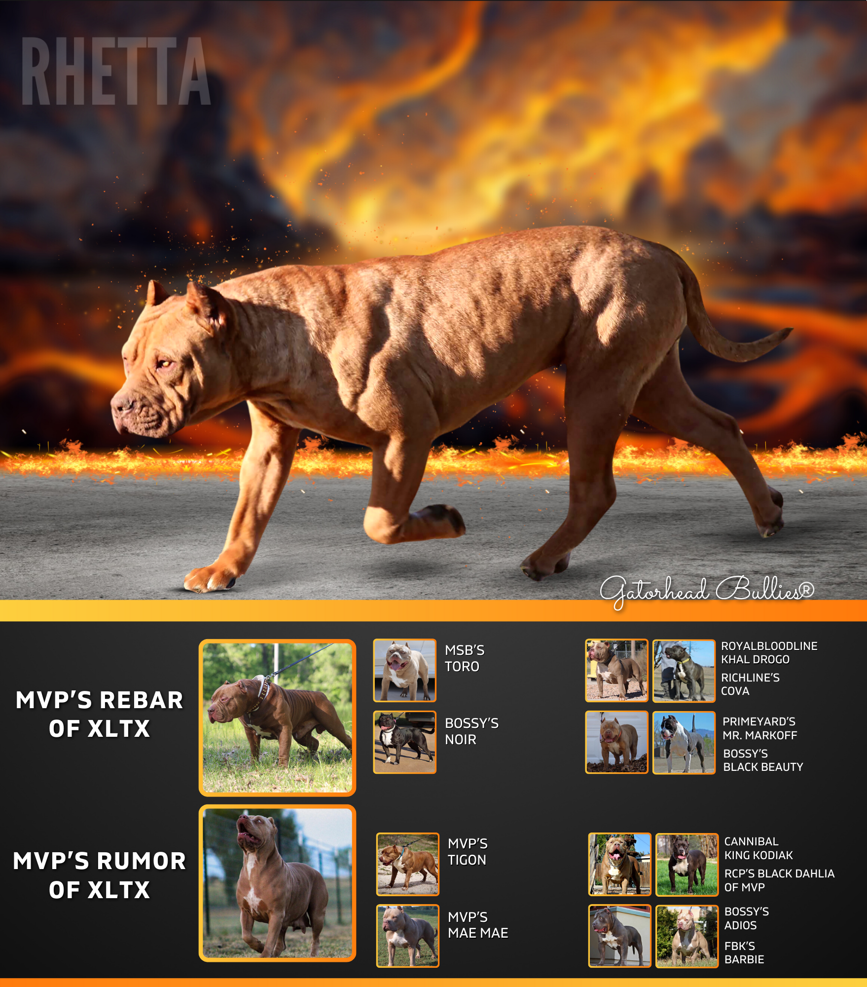 Rhetta of GHB New Site Gatorhead Bullies rednose pitbull XL Bully puppies for sale Mississippi