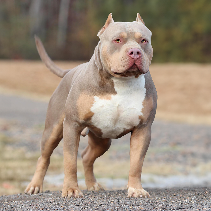 Sentra Bullies' Jimmy of gatorheadbullies is a lilac tricolor xl bully stud with amazing structure and color