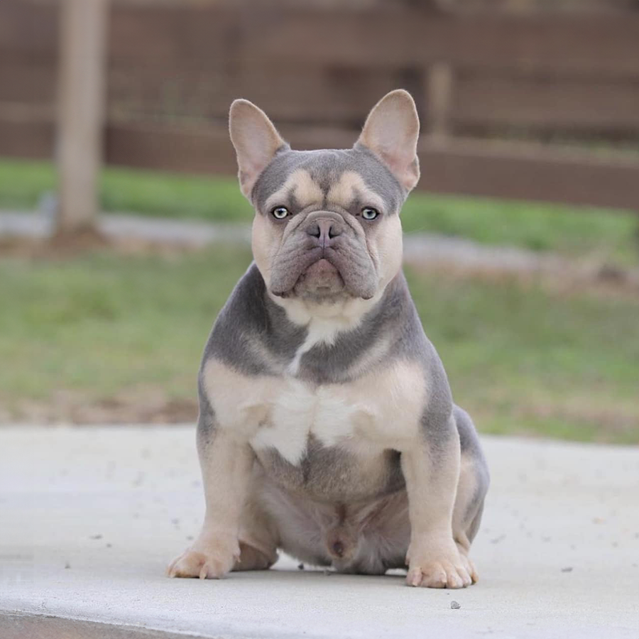 Tommy is an isabella and tan french bulldog stud ghb owned by gatorhead bullies of Mississippi