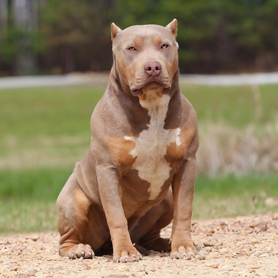 ghb nellie nelly lilac tri american bully xl puppies for sale nearme california