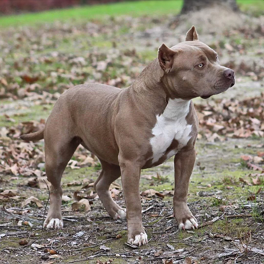 ghb's premier's ryder xxl champagne american bully