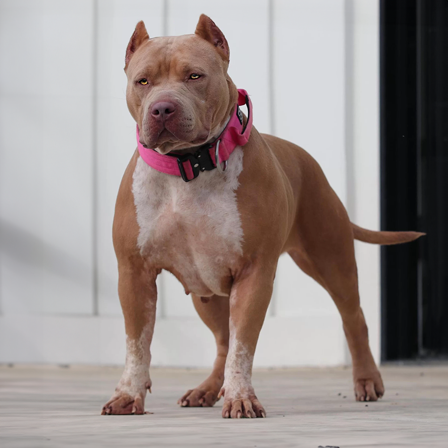 kj ticked champagne xl american bully female with bully xl puppies for sale