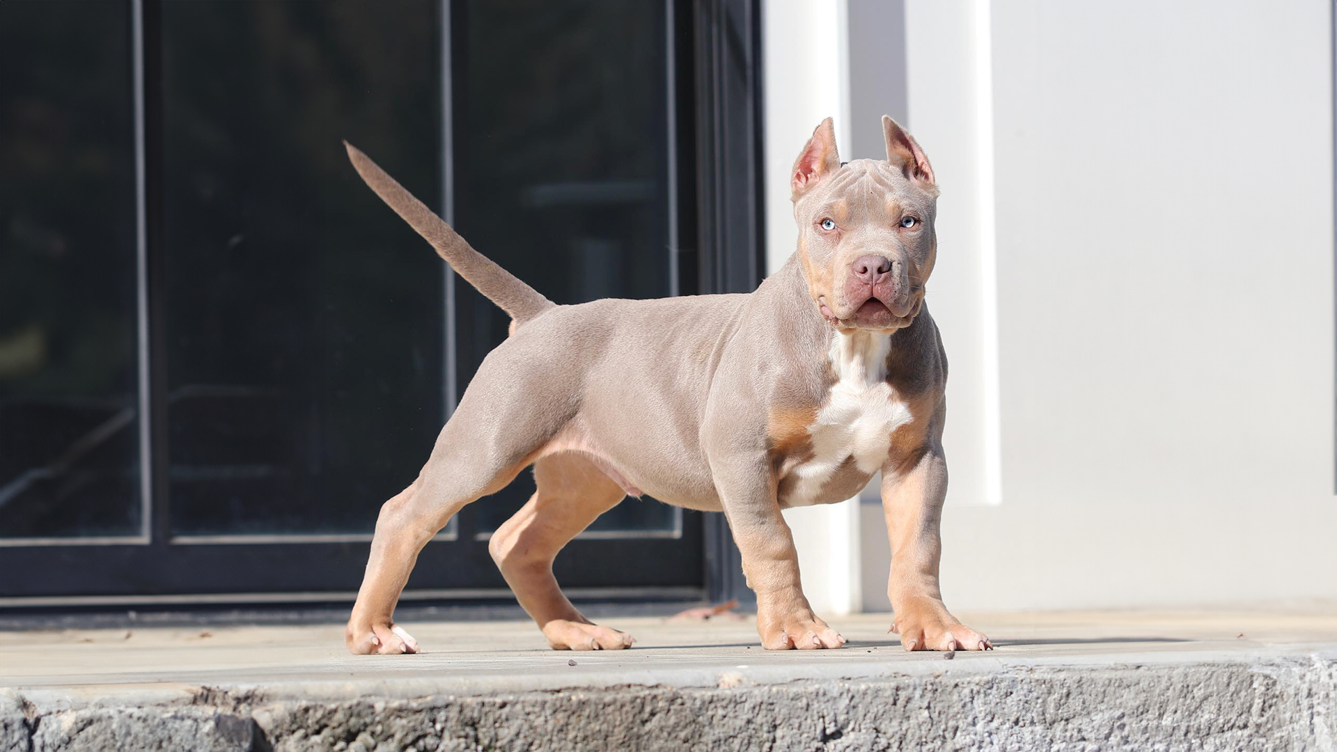 lilac tri xl bullies for sale in indiana, xl american bully puppies